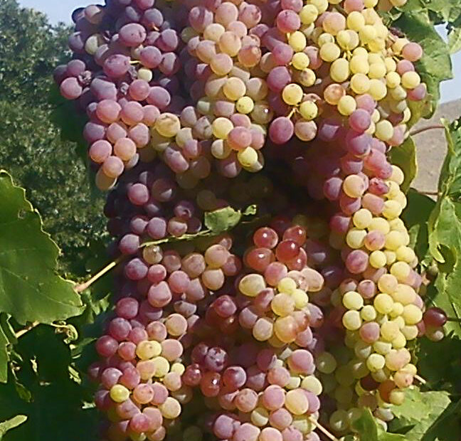 Grapes hanging off a vine