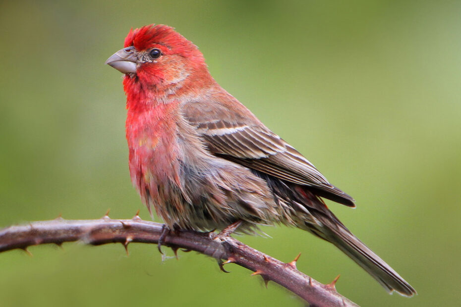 Small bird with red head and crest, and brownish feathers over its wings and tail. The bird is in sharp focus against a blurred green background
